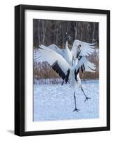 Red-crowned cranes, Hokkaido, Japan-Art Wolfe Wolfe-Framed Photographic Print