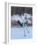 Red-crowned cranes, Hokkaido, Japan-Art Wolfe Wolfe-Framed Photographic Print