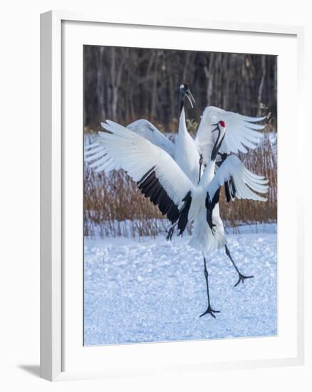 Red-crowned cranes, Hokkaido, Japan-Art Wolfe Wolfe-Framed Photographic Print