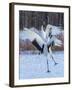 Red-crowned cranes, Hokkaido, Japan-Art Wolfe Wolfe-Framed Photographic Print