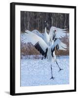 Red-crowned cranes, Hokkaido, Japan-Art Wolfe Wolfe-Framed Photographic Print