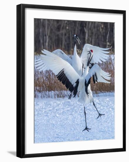 Red-crowned cranes, Hokkaido, Japan-Art Wolfe Wolfe-Framed Photographic Print