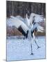 Red-crowned cranes, Hokkaido, Japan-Art Wolfe Wolfe-Mounted Photographic Print