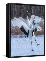 Red-crowned cranes, Hokkaido, Japan-Art Wolfe Wolfe-Framed Stretched Canvas