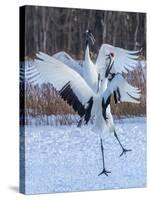 Red-crowned cranes, Hokkaido, Japan-Art Wolfe Wolfe-Stretched Canvas