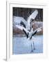 Red-crowned cranes, Hokkaido, Japan-Art Wolfe Wolfe-Framed Photographic Print