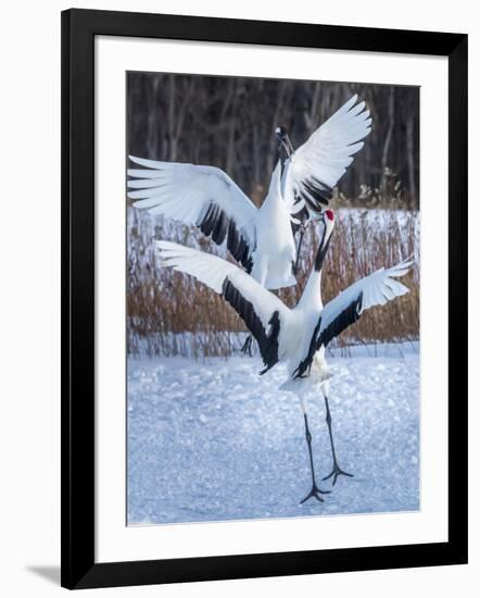 Red-crowned cranes, Hokkaido, Japan-Art Wolfe Wolfe-Framed Photographic Print