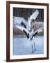 Red-crowned cranes, Hokkaido, Japan-Art Wolfe Wolfe-Framed Photographic Print