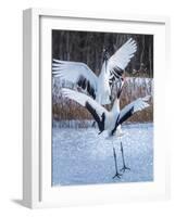 Red-crowned cranes, Hokkaido, Japan-Art Wolfe Wolfe-Framed Photographic Print