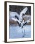 Red-crowned cranes, Hokkaido, Japan-Art Wolfe Wolfe-Framed Photographic Print