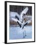 Red-crowned cranes, Hokkaido, Japan-Art Wolfe Wolfe-Framed Photographic Print