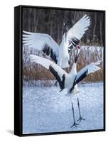 Red-crowned cranes, Hokkaido, Japan-Art Wolfe Wolfe-Framed Stretched Canvas