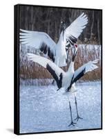 Red-crowned cranes, Hokkaido, Japan-Art Wolfe Wolfe-Framed Stretched Canvas