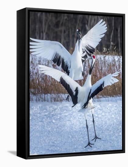 Red-crowned cranes, Hokkaido, Japan-Art Wolfe Wolfe-Framed Stretched Canvas