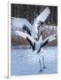 Red-crowned cranes, Hokkaido, Japan-Art Wolfe Wolfe-Framed Photographic Print