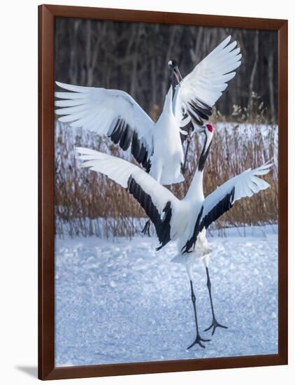 Red-crowned cranes, Hokkaido, Japan-Art Wolfe Wolfe-Framed Photographic Print