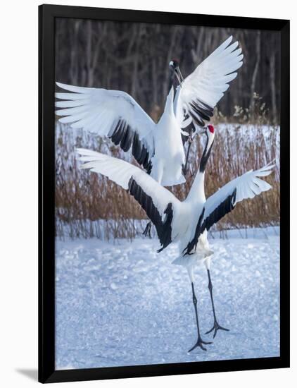 Red-crowned cranes, Hokkaido, Japan-Art Wolfe Wolfe-Framed Photographic Print