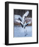 Red-crowned cranes, Hokkaido, Japan-Art Wolfe Wolfe-Framed Photographic Print