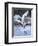 Red-crowned cranes, Hokkaido, Japan-Art Wolfe Wolfe-Framed Photographic Print