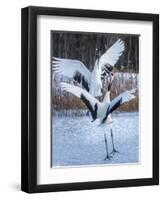 Red-crowned cranes, Hokkaido, Japan-Art Wolfe Wolfe-Framed Photographic Print