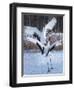 Red-crowned cranes, Hokkaido, Japan-Art Wolfe Wolfe-Framed Photographic Print