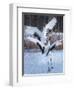 Red-crowned cranes, Hokkaido, Japan-Art Wolfe Wolfe-Framed Photographic Print