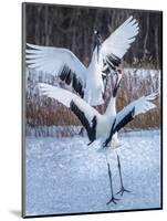 Red-crowned cranes, Hokkaido, Japan-Art Wolfe Wolfe-Mounted Photographic Print