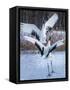 Red-crowned cranes, Hokkaido, Japan-Art Wolfe Wolfe-Framed Stretched Canvas