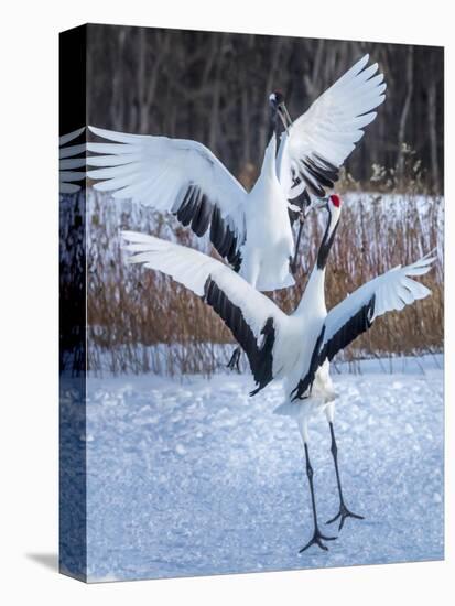 Red-crowned cranes, Hokkaido, Japan-Art Wolfe Wolfe-Stretched Canvas