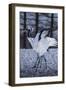 Red-crowned cranes, Hokkaido, Japan-Art Wolfe Wolfe-Framed Photographic Print