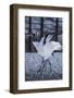 Red-crowned cranes, Hokkaido, Japan-Art Wolfe Wolfe-Framed Photographic Print