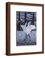 Red-crowned cranes, Hokkaido, Japan-Art Wolfe Wolfe-Framed Photographic Print