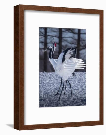 Red-crowned cranes, Hokkaido, Japan-Art Wolfe Wolfe-Framed Photographic Print