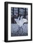 Red-crowned cranes, Hokkaido, Japan-Art Wolfe Wolfe-Framed Photographic Print