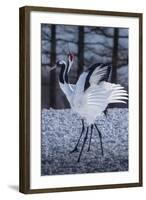 Red-crowned cranes, Hokkaido, Japan-Art Wolfe Wolfe-Framed Photographic Print