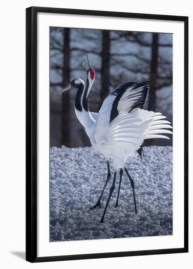 Red-crowned cranes, Hokkaido, Japan-Art Wolfe Wolfe-Framed Photographic Print