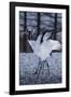 Red-crowned cranes, Hokkaido, Japan-Art Wolfe Wolfe-Framed Photographic Print