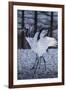 Red-crowned cranes, Hokkaido, Japan-Art Wolfe Wolfe-Framed Photographic Print