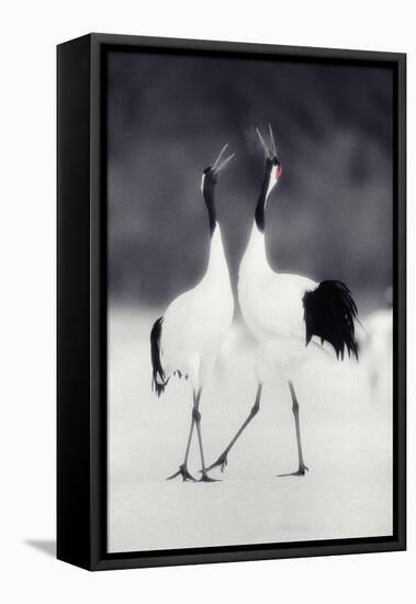 Red-Crowned Cranes in Courtship Display-DLILLC-Framed Stretched Canvas