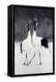 Red-Crowned Cranes in Courtship Display-DLILLC-Framed Stretched Canvas