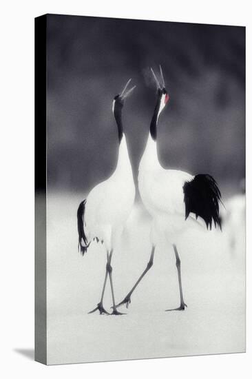 Red-Crowned Cranes in Courtship Display-DLILLC-Stretched Canvas