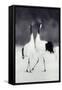 Red-Crowned Cranes in Courtship Display-DLILLC-Framed Stretched Canvas