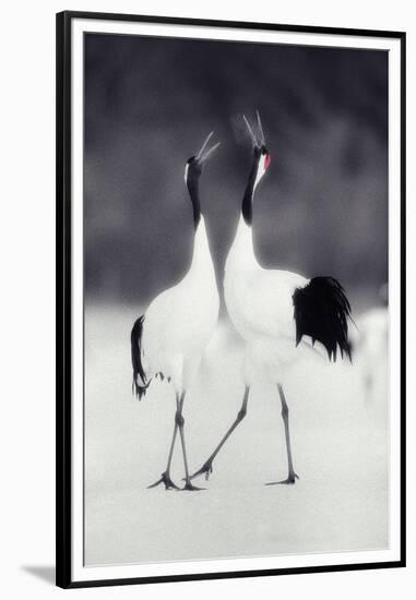 Red-Crowned Cranes in Courtship Display-DLILLC-Framed Premium Photographic Print