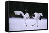 Red-Crowned Cranes in Courtship Display-DLILLC-Framed Stretched Canvas