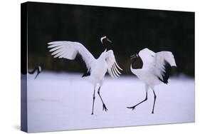 Red-Crowned Cranes in Courtship Display-DLILLC-Stretched Canvas