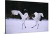 Red-Crowned Cranes in Courtship Display-DLILLC-Stretched Canvas