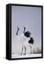 Red-Crowned Cranes in Courtship Display-DLILLC-Framed Stretched Canvas