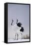 Red-Crowned Cranes in Courtship Display-DLILLC-Framed Stretched Canvas