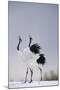 Red-Crowned Cranes in Courtship Display-DLILLC-Mounted Premium Photographic Print