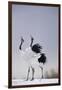 Red-Crowned Cranes in Courtship Display-DLILLC-Framed Premium Photographic Print